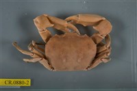 藏品(長手隆背蟹)的圖片